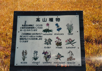 湿原の植物.jpg